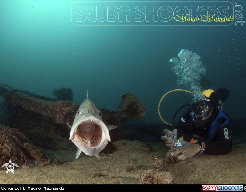A Grouper