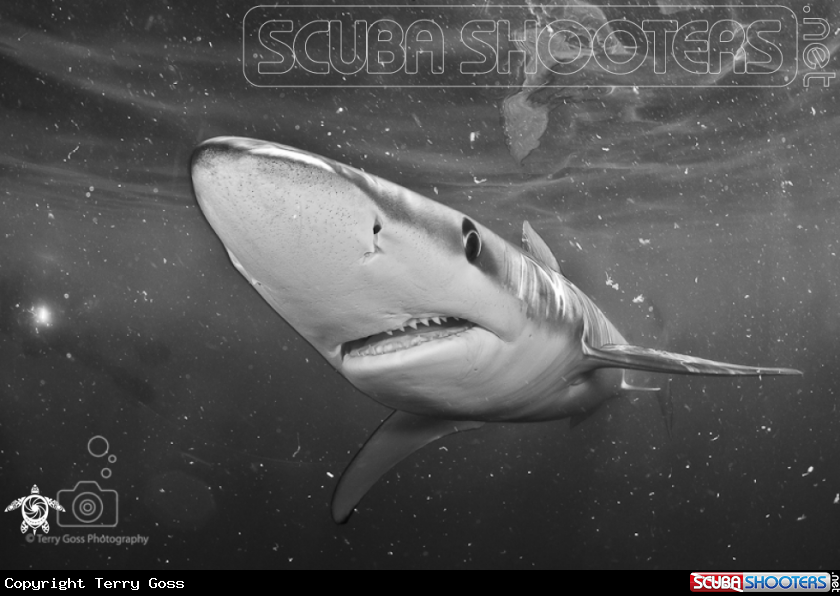A blue shark