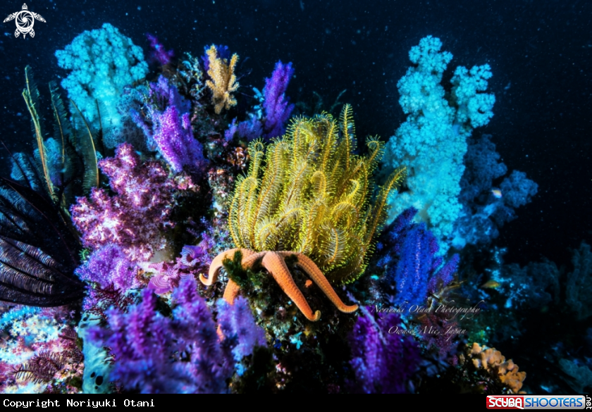 A Invertebrates