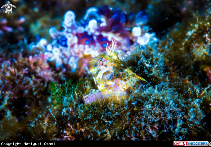 A  blenny