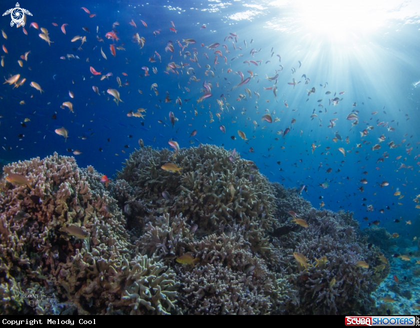A Coral 
