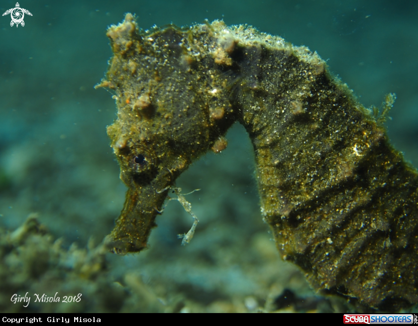 A Seahorse