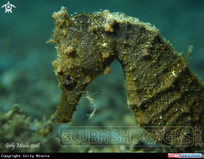 A Seahorse