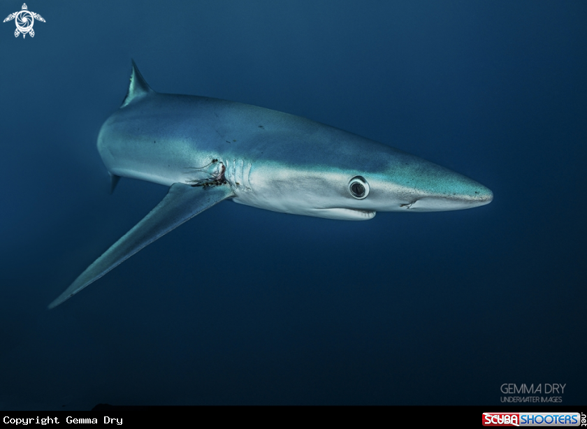 A Blue Shark