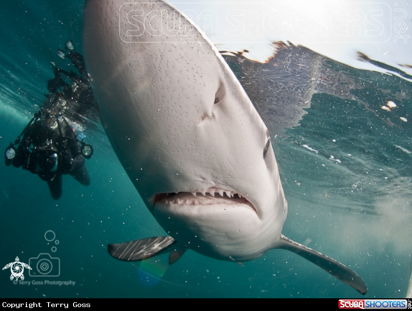 A blue shark
