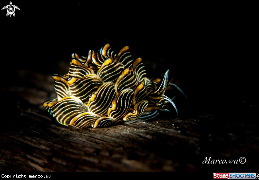A Tiger nudi