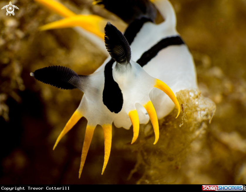 A Punk Polycera
