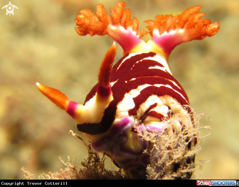 A Nembrotha Lineolata