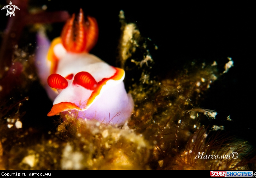 A Nudi