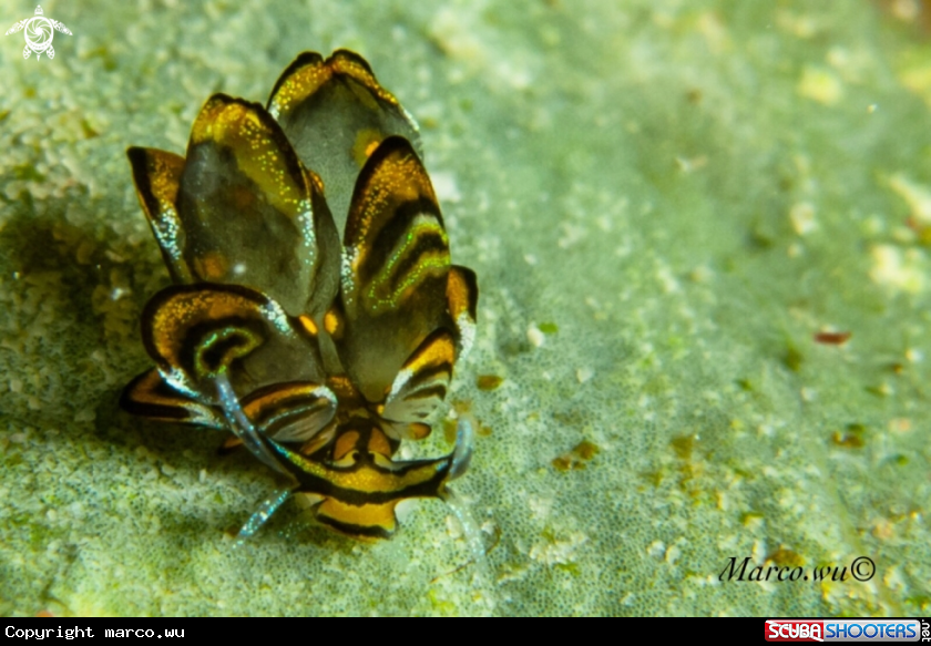 A Tiger butterfly nudi