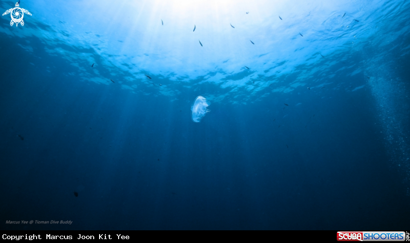 A Jellyfish