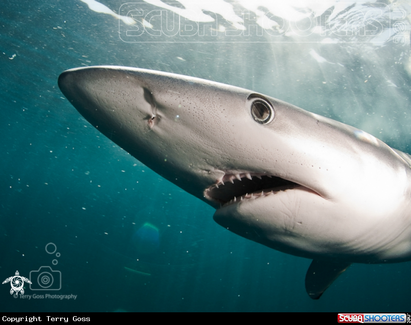 A blue shark