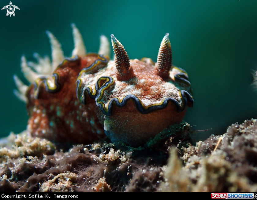 A Nudibranch