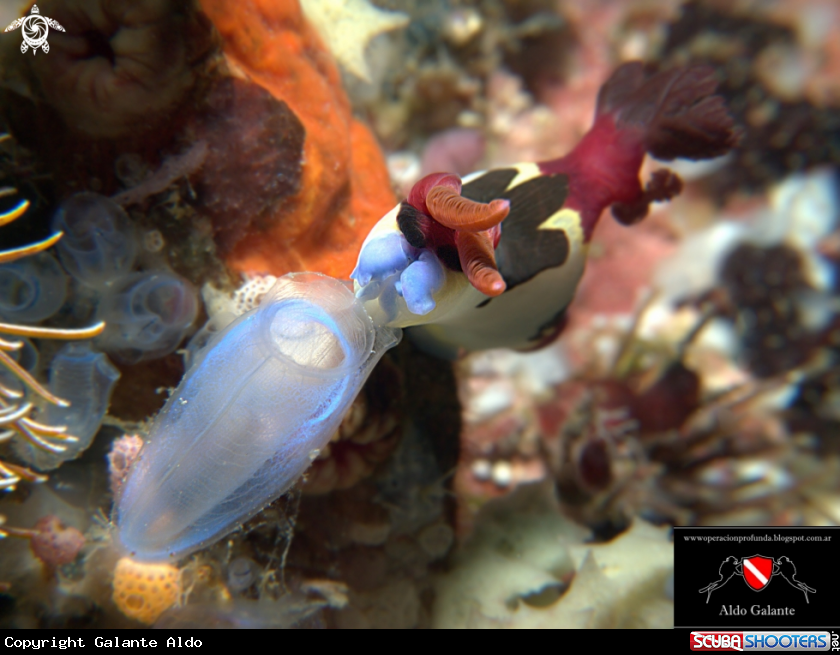 A Nudibranch