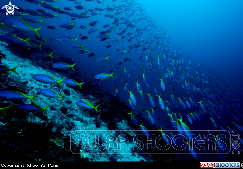 A School of fish 