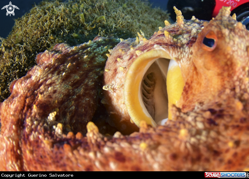A octopus vulgaris