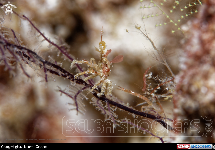 A Crab meeting