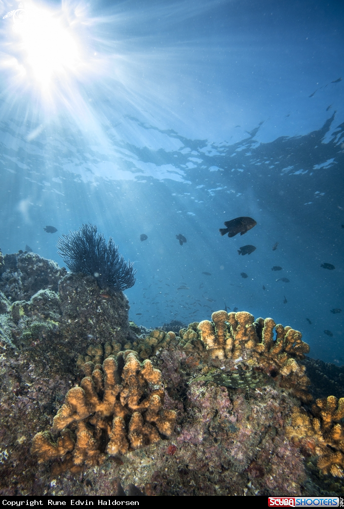 A Rock corals