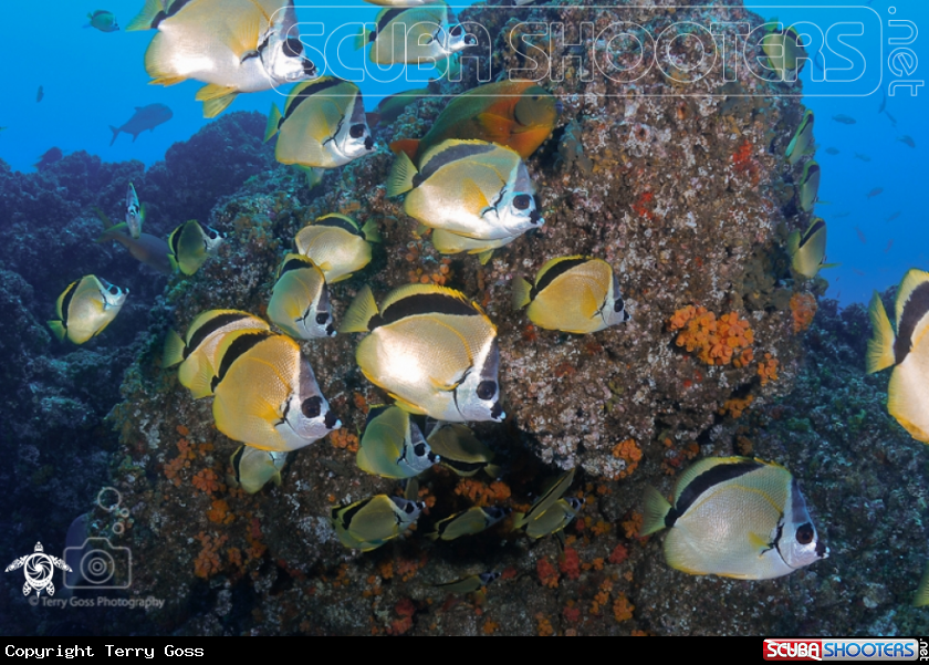 A blacknose butterfly fish/