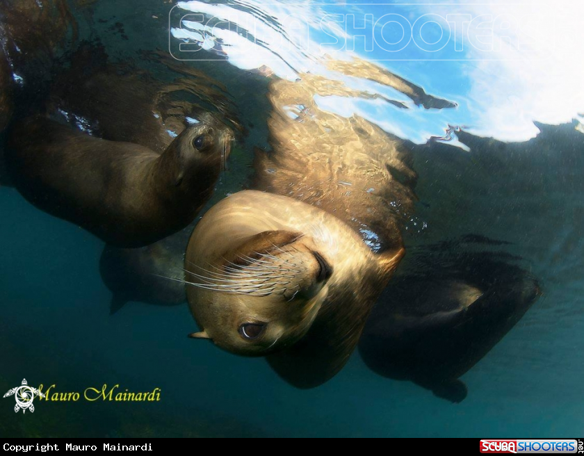 A Sealion