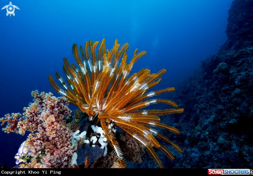 A feather star