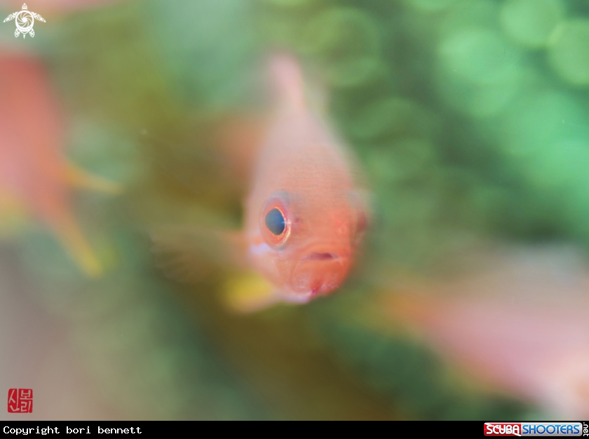 A Anthias