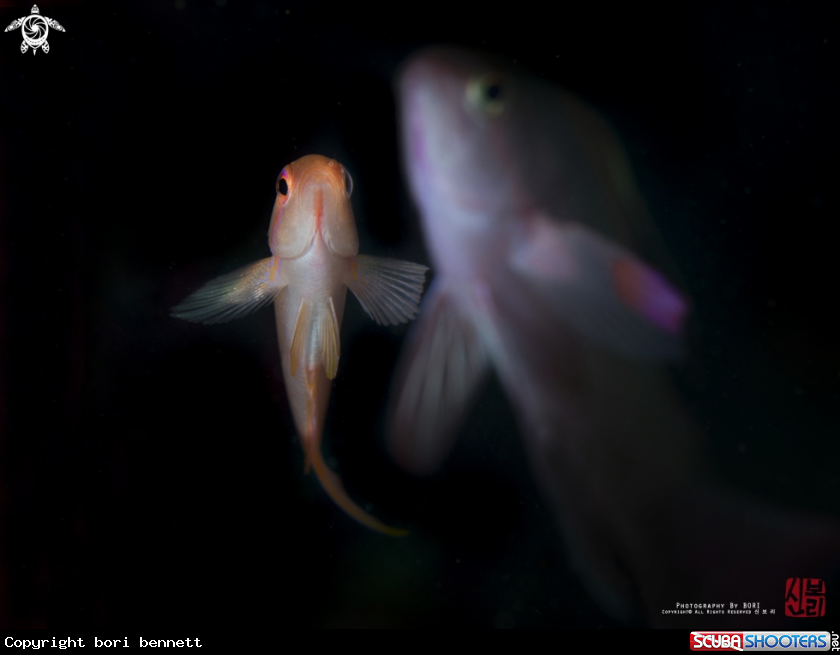 A Anthias