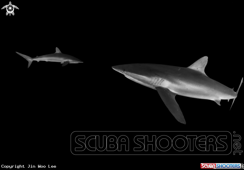 A Silky Shark