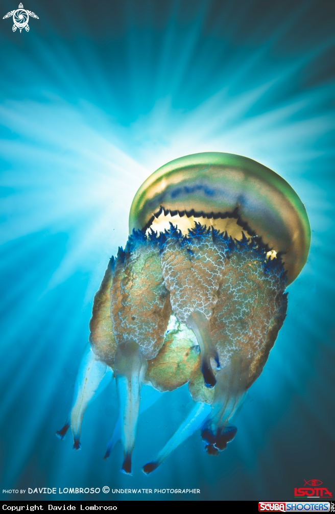 A polmonie di mare