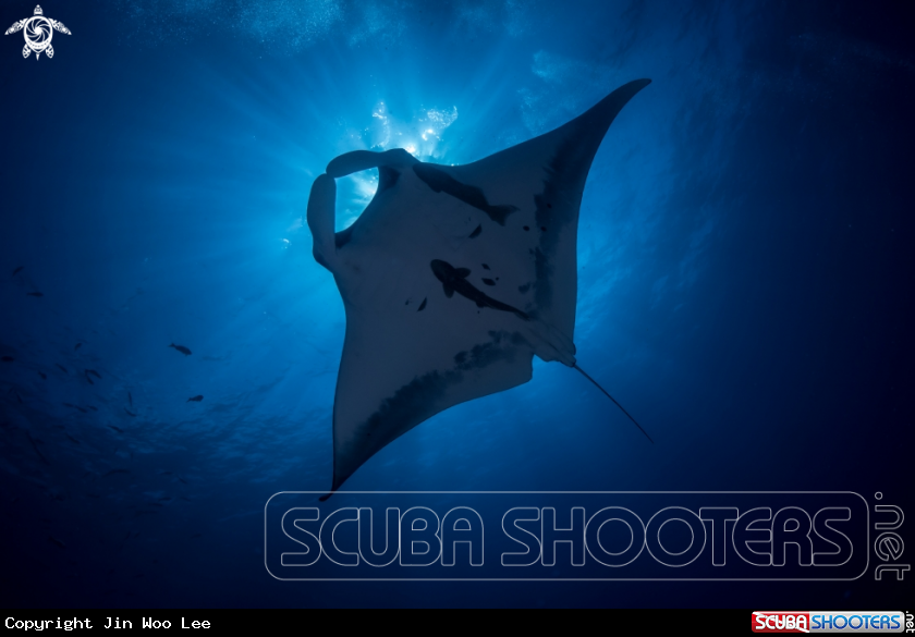 A Giant Oceanic Manta Ray