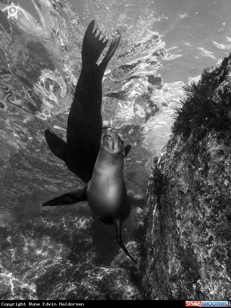 A California sea lion