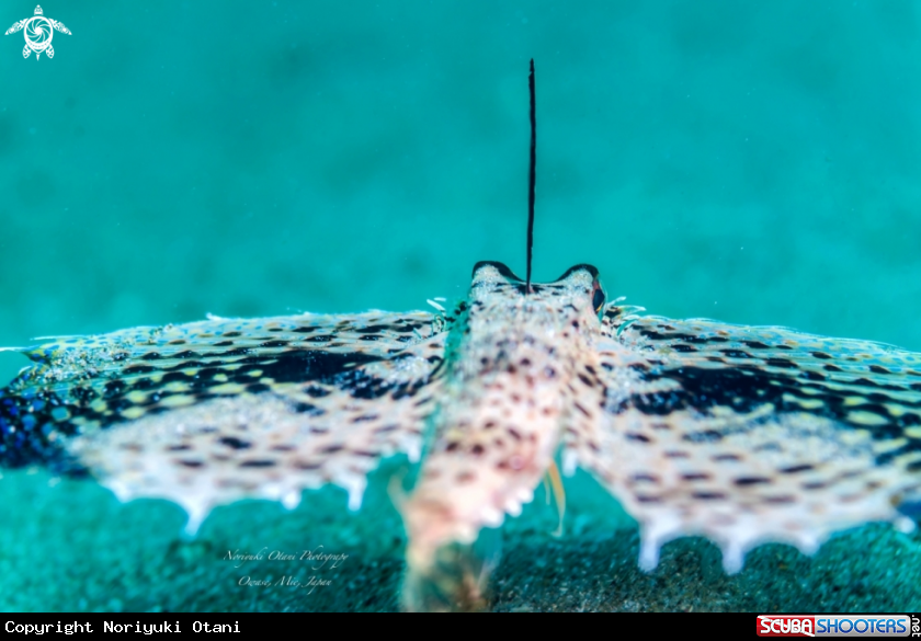 A Oriental flying gurnard 