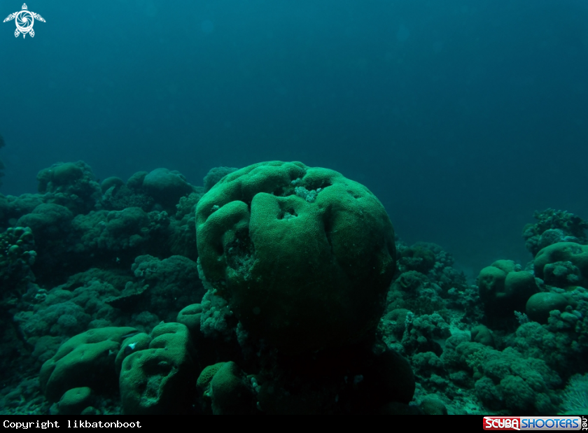 A boulder star coral