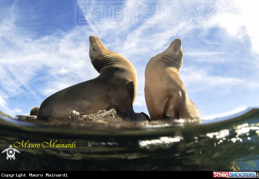 A Sealion adult