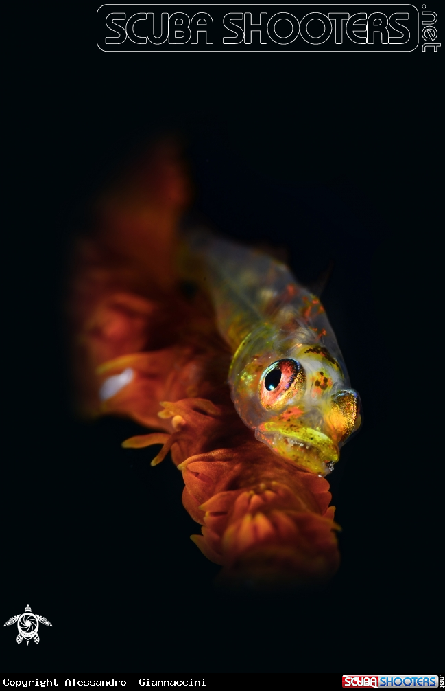 A Bryaninops youngei