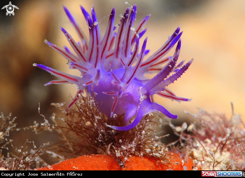 A Flabellina Affinis