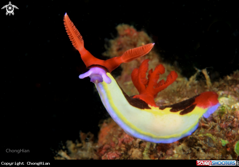 A Nembrotha Chamberlaini