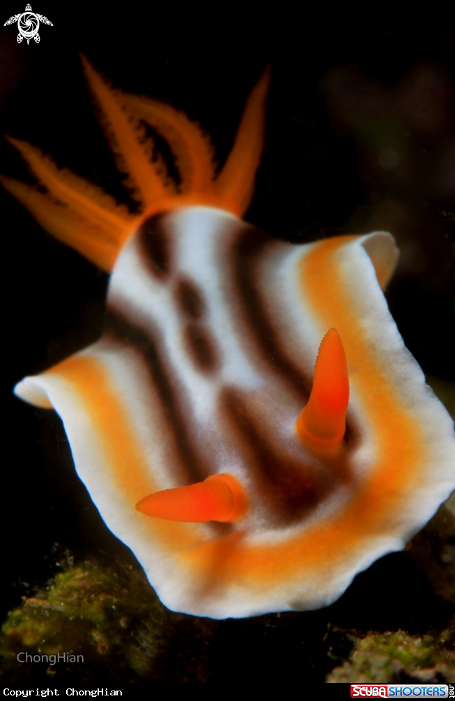 A Chromodoris Magnifica