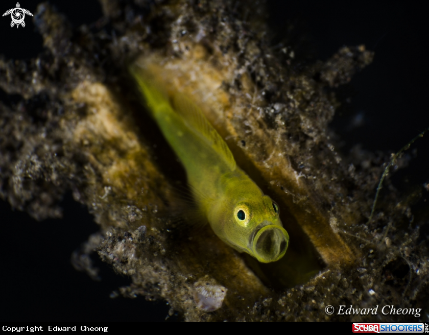 A Yellow Goby