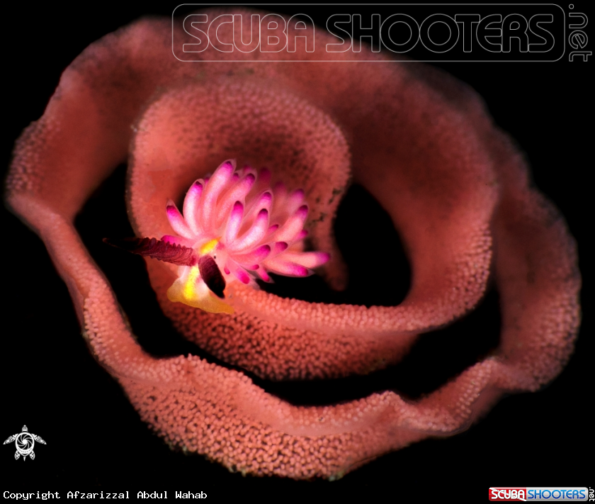 A Favorinus Mirabilis