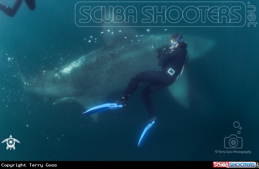 A basking shark