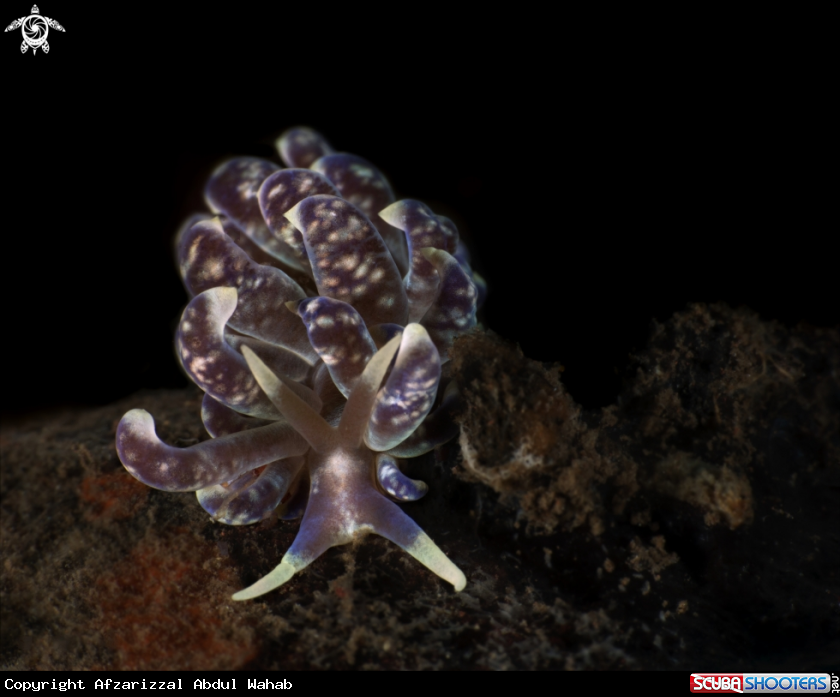 A Phyllodesmium Magnum