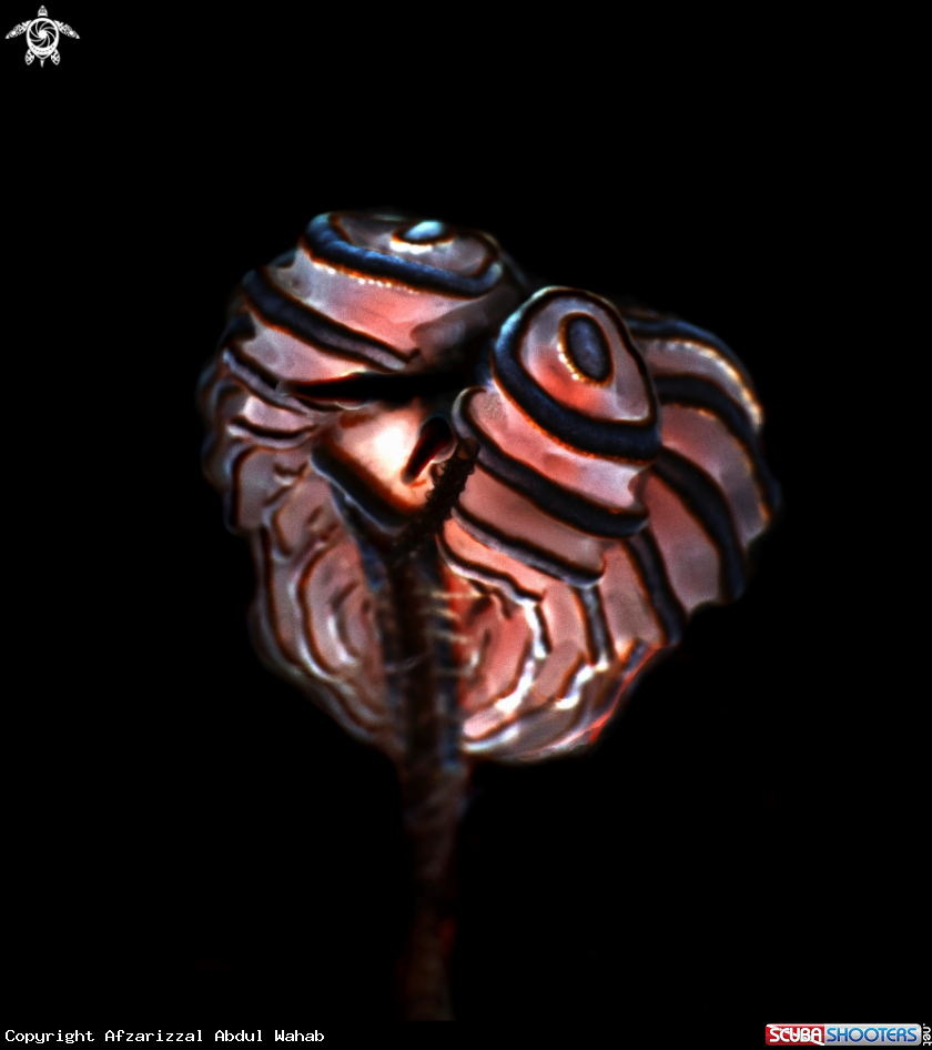 A Donut Nudi