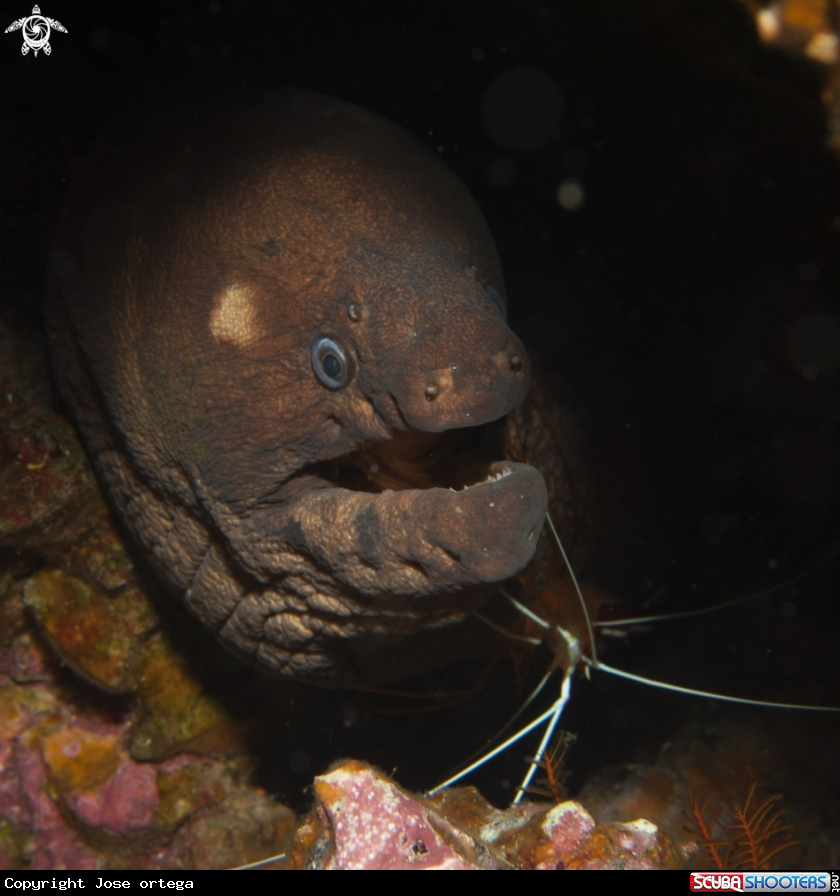 A Moray eel