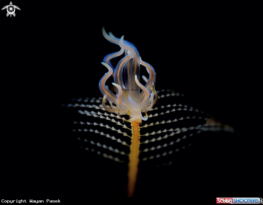 A Trinchesia sp.