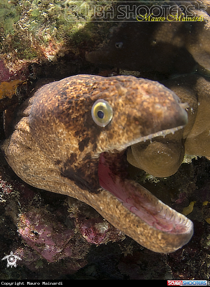 A Moray