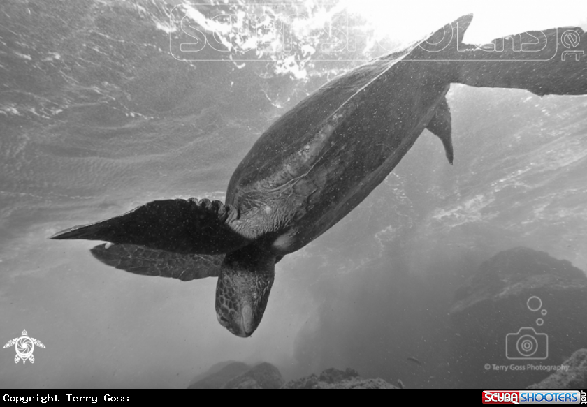 A green sea turtle