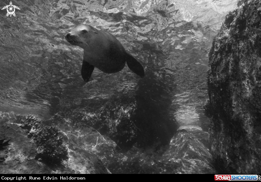 A Sea lion