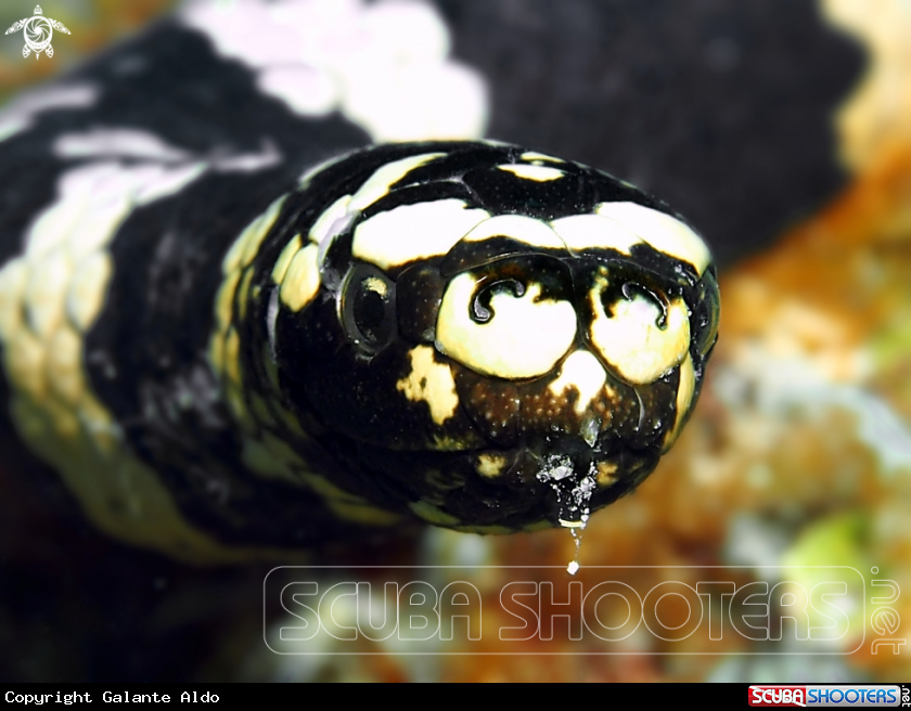 A Turtle-Headed Sea Snakes 