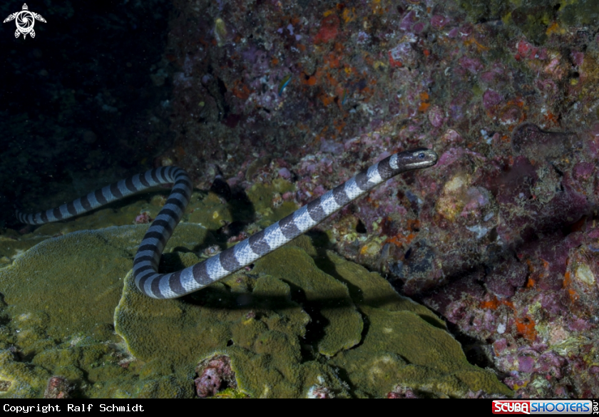 A seasnake